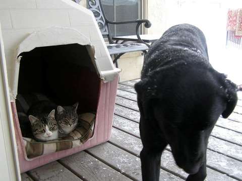 犬と猫って仲良し？それとも？な画像を貼るトピ
