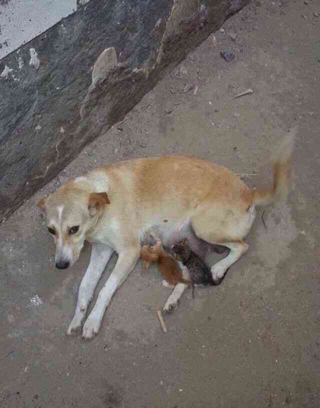 犬と猫って仲良し？それとも？な画像を貼るトピ
