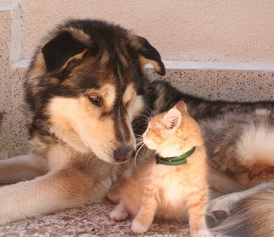 犬と猫って仲良し？それとも？な画像を貼るトピ
