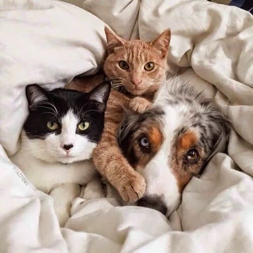 犬と猫って仲良し？それとも？な画像を貼るトピ