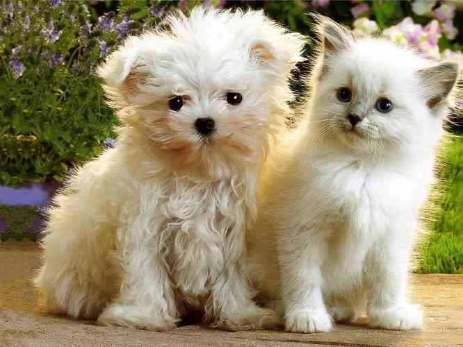 犬と猫って仲良し？それとも？な画像を貼るトピ