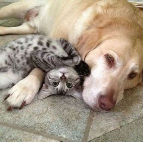 犬と猫って仲良し？それとも？な画像を貼るトピ