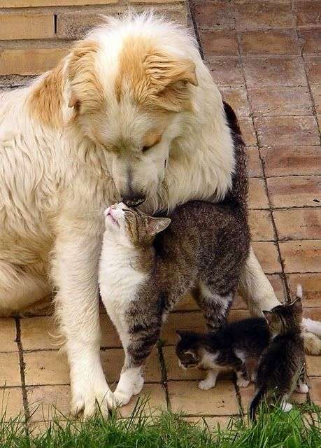 犬と猫って仲良し？それとも？な画像を貼るトピ