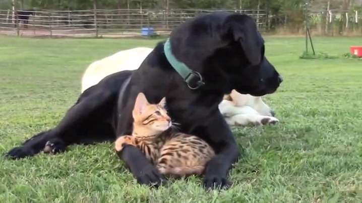 犬と猫って仲良し？それとも？な画像を貼るトピ