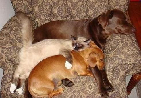 犬と猫って仲良し？それとも？な画像を貼るトピ