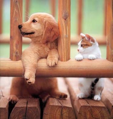 犬と猫って仲良し？それとも？な画像を貼るトピ