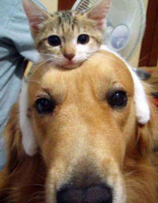 犬と猫って仲良し？それとも？な画像を貼るトピ
