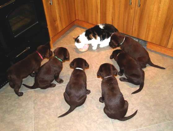 犬と猫って仲良し？それとも？な画像を貼るトピ