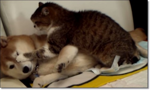 犬と猫って仲良し？それとも？な画像を貼るトピ