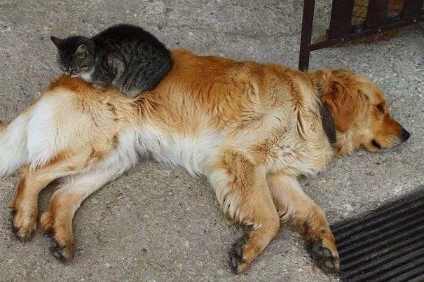 犬と猫って仲良し？それとも？な画像を貼るトピ