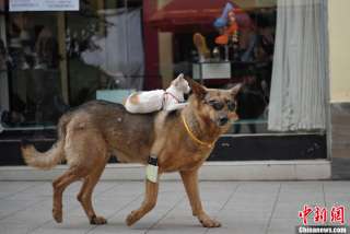 犬と猫って仲良し？それとも？な画像を貼るトピ