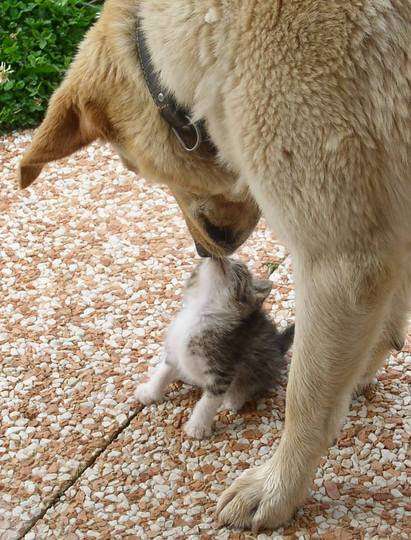 犬と猫って仲良し？それとも？な画像を貼るトピ