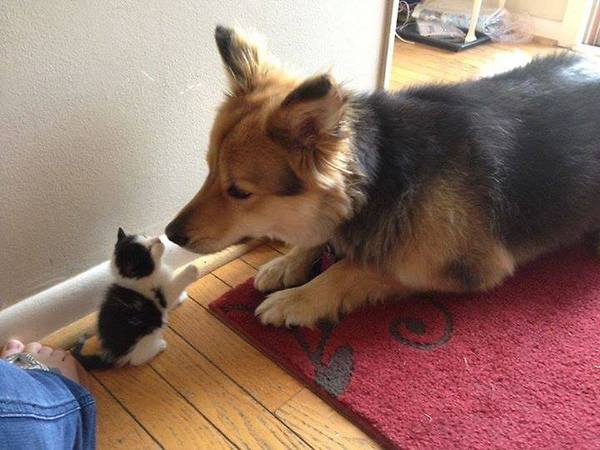 犬と猫って仲良し？それとも？な画像を貼るトピ