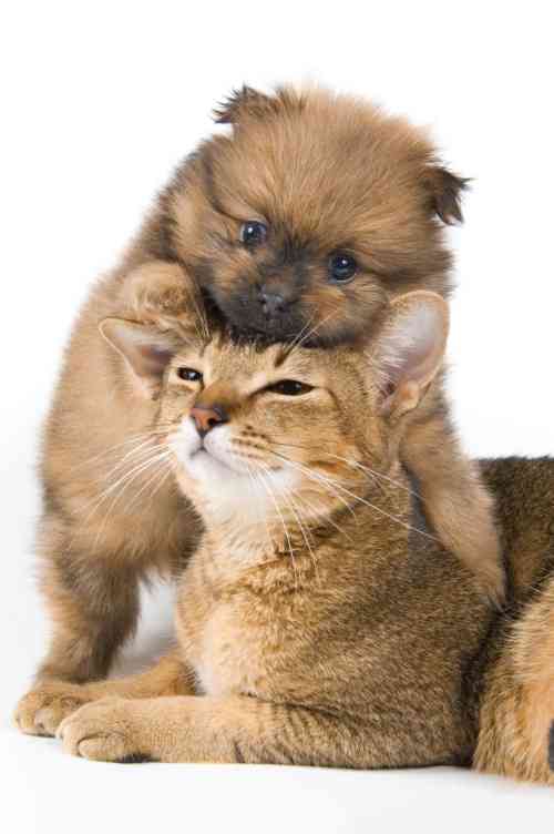 犬と猫って仲良し？それとも？な画像を貼るトピ