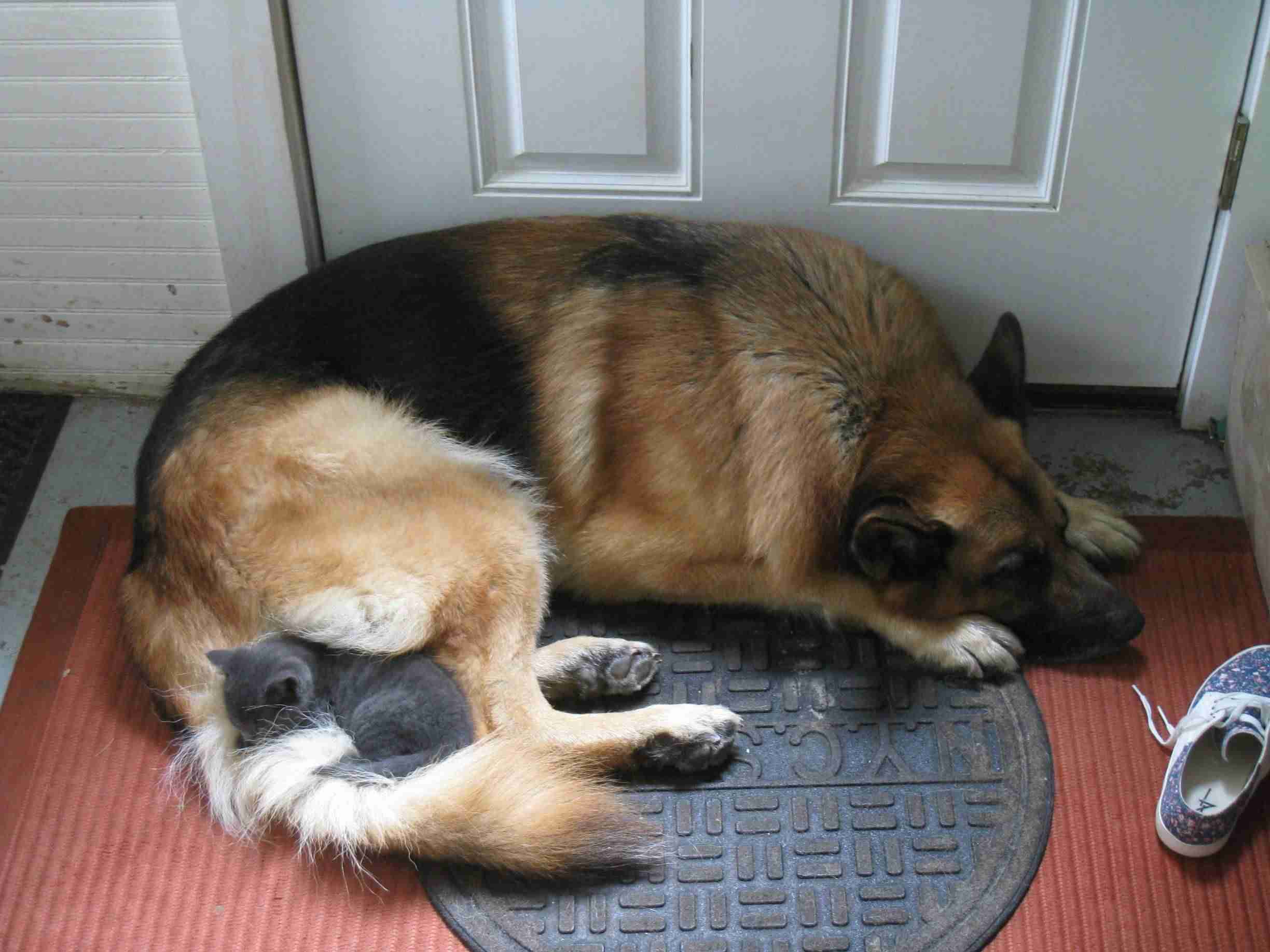 犬と猫って仲良し？それとも？な画像を貼るトピ