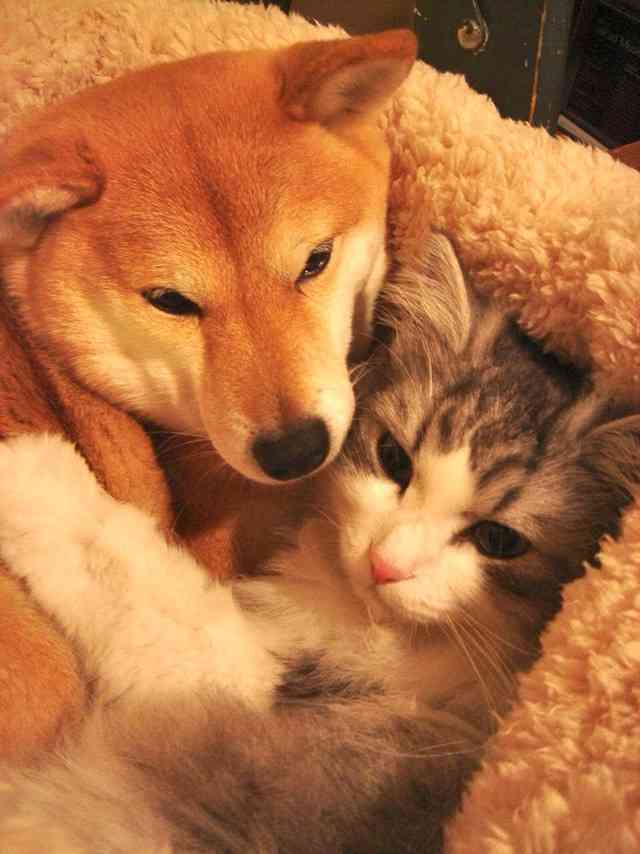 犬と猫って仲良し？それとも？な画像を貼るトピ