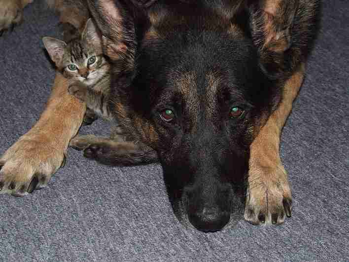 犬と猫って仲良し？それとも？な画像を貼るトピ