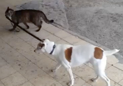 犬と猫って仲良し？それとも？な画像を貼るトピ