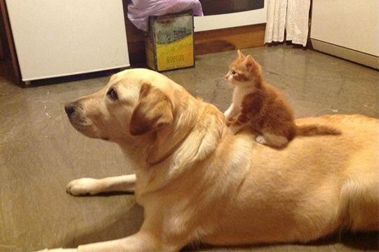 犬と猫って仲良し？それとも？な画像を貼るトピ
