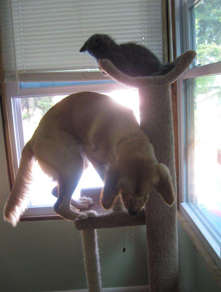 犬と猫って仲良し？それとも？な画像を貼るトピ