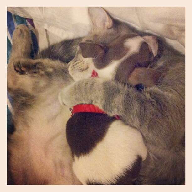 犬と猫って仲良し？それとも？な画像を貼るトピ