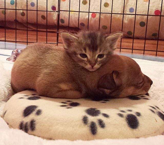 犬と猫って仲良し？それとも？な画像を貼るトピ