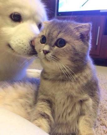 犬と猫って仲良し？それとも？な画像を貼るトピ