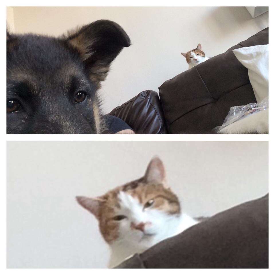 犬と猫って仲良し？それとも？な画像を貼るトピ