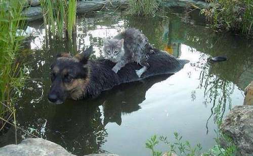 犬と猫って仲良し？それとも？な画像を貼るトピ