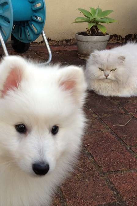 犬と猫って仲良し？それとも？な画像を貼るトピ