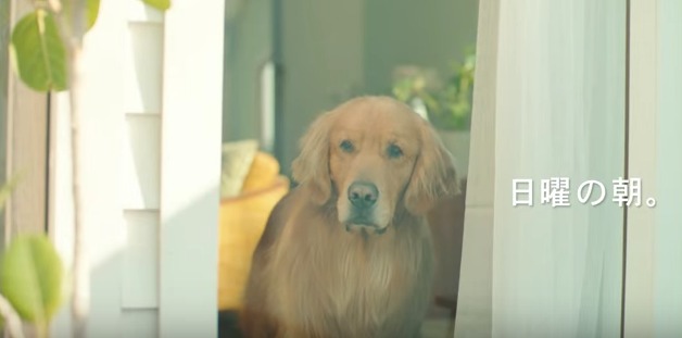 犬と猫って仲良し？それとも？な画像を貼るトピ
