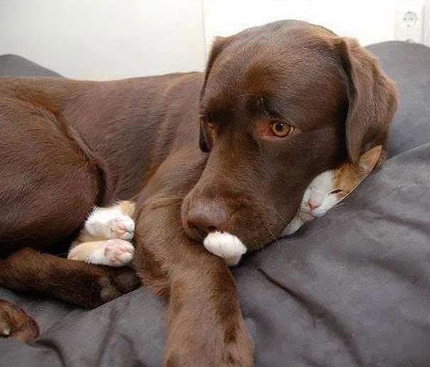犬と猫って仲良し？それとも？な画像を貼るトピ
