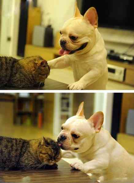犬と猫って仲良し？それとも？な画像を貼るトピ