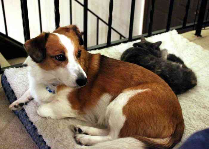 犬と猫って仲良し？それとも？な画像を貼るトピ