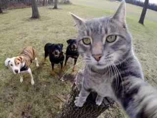 犬と猫って仲良し？それとも？な画像を貼るトピ