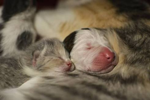 犬と猫って仲良し？それとも？な画像を貼るトピ