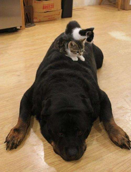 犬と猫って仲良し？それとも？な画像を貼るトピ
