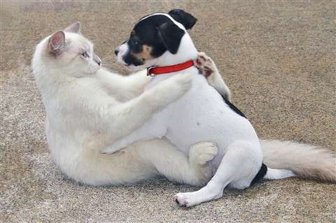 犬と猫って仲良し？それとも？な画像を貼るトピ