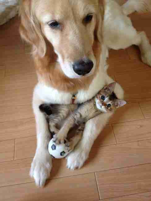 犬と猫って仲良し？それとも？な画像を貼るトピ