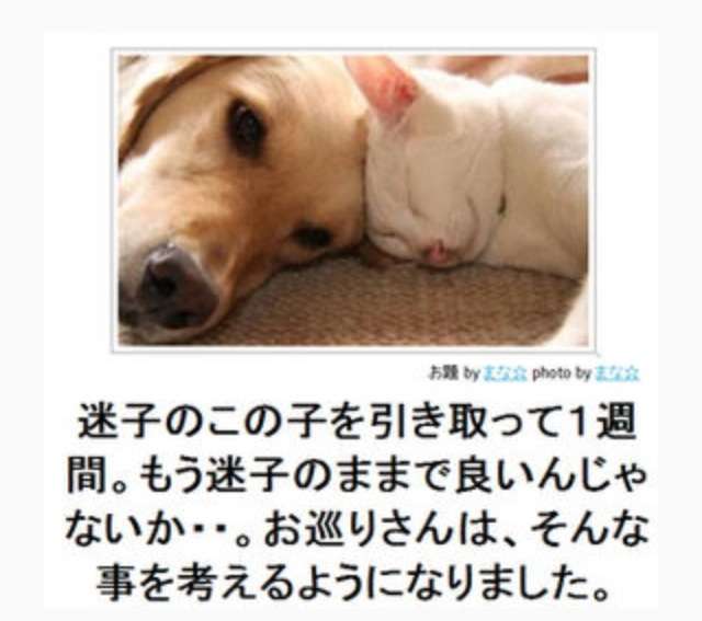 犬と猫って仲良し？それとも？な画像を貼るトピ