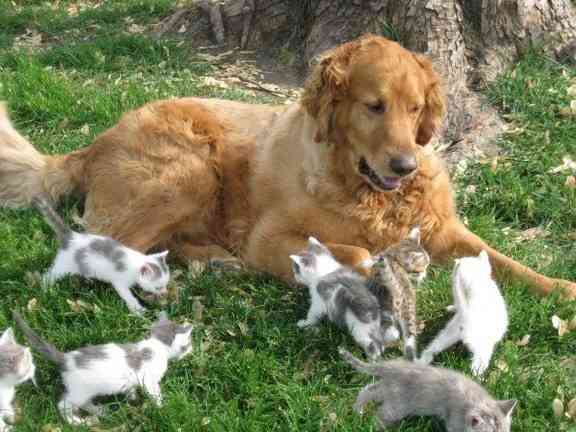 犬と猫って仲良し？それとも？な画像を貼るトピ