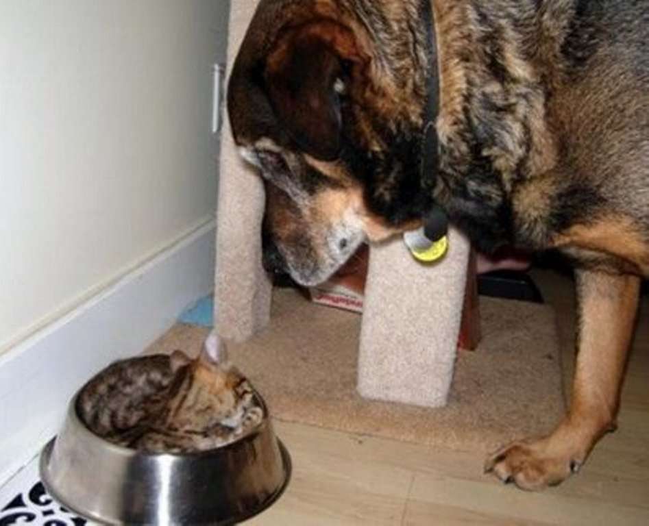 犬と猫って仲良し？それとも？な画像を貼るトピ