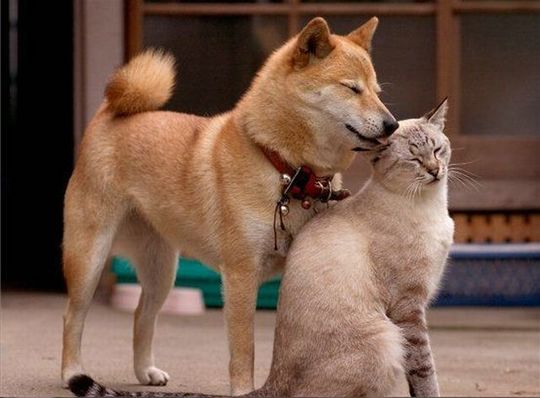 犬と猫って仲良し？それとも？な画像を貼るトピ
