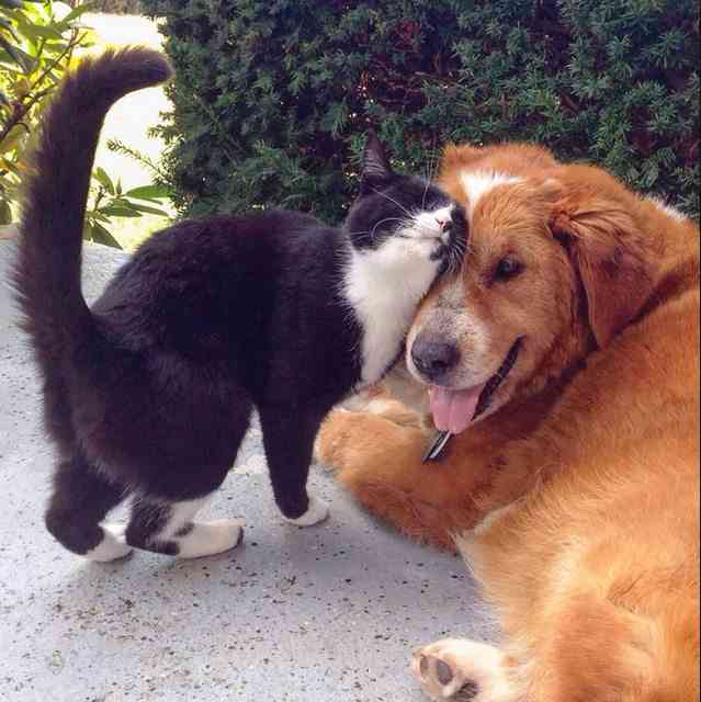 犬と猫って仲良し？それとも？な画像を貼るトピ