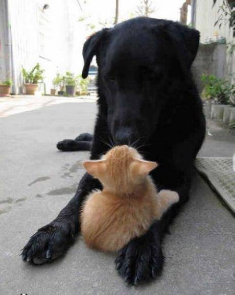 犬と猫って仲良し？それとも？な画像を貼るトピ