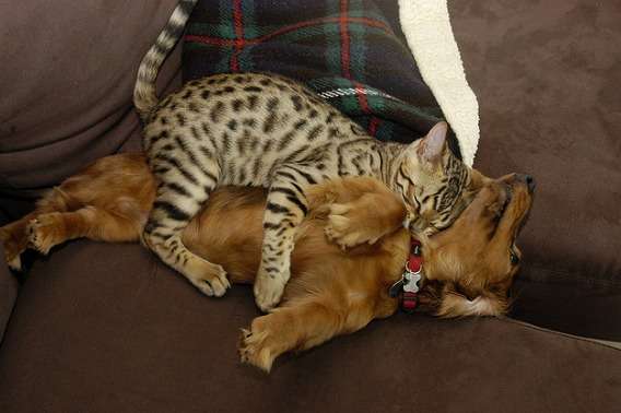 犬と猫って仲良し？それとも？な画像を貼るトピ