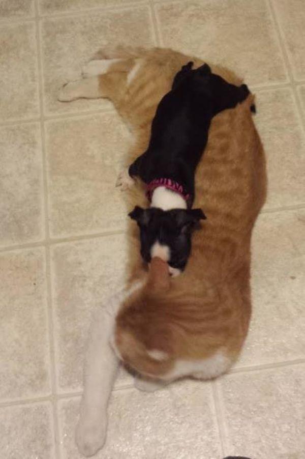 犬と猫って仲良し？それとも？な画像を貼るトピ