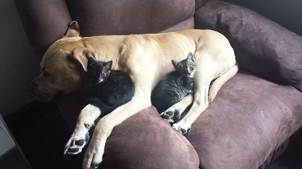 犬と猫って仲良し？それとも？な画像を貼るトピ