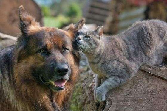 犬と猫って仲良し？それとも？な画像を貼るトピ