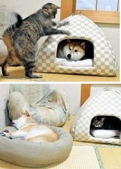 犬と猫って仲良し？それとも？な画像を貼るトピ
